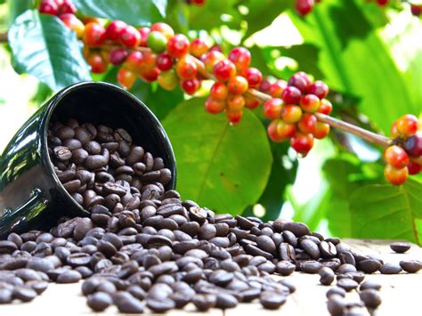 How to Store and Preserve Maguc Bean Coffee for Maximum Freshness